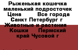 Рыженькая кошечка маленький подросточек › Цена ­ 10 - Все города, Санкт-Петербург г. Животные и растения » Кошки   . Пермский край,Чусовой г.